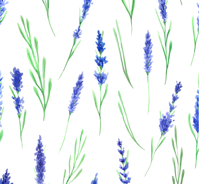 hoa lavender tách nền PNG