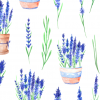 hoa lavender tách nền PNG